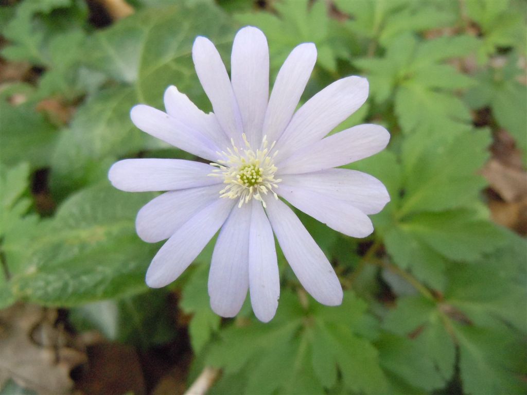 Anemone apennina